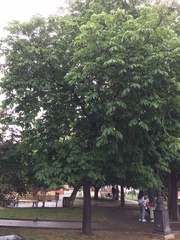 Aesculus hippocastanum
