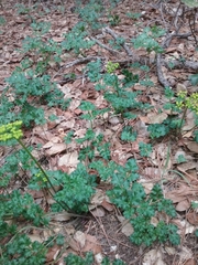 Lomatium parvifolium