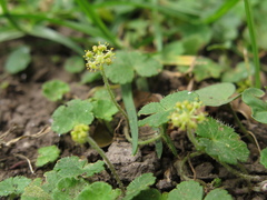 Hydrocotyle bonplandii