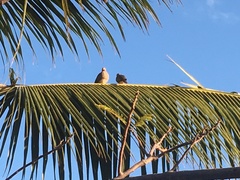 Streptopelia capicola