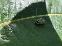 Calligrapha multipunctata