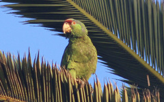 Amazona finschi × viridigenalis