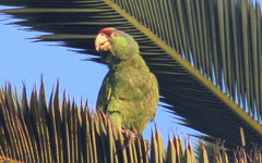 Amazona finschi × viridigenalis