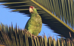 Amazona finschi × viridigenalis