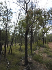 Allocasuarina inophloia