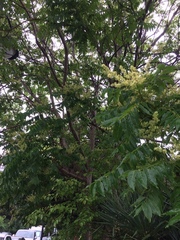 Ailanthus altissima