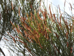 Allocasuarina inophloia