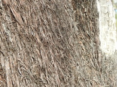 Allocasuarina inophloia