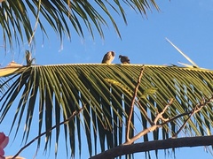 Streptopelia capicola