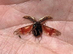 Calligrapha multipunctata