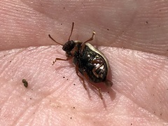 Calligrapha multipunctata