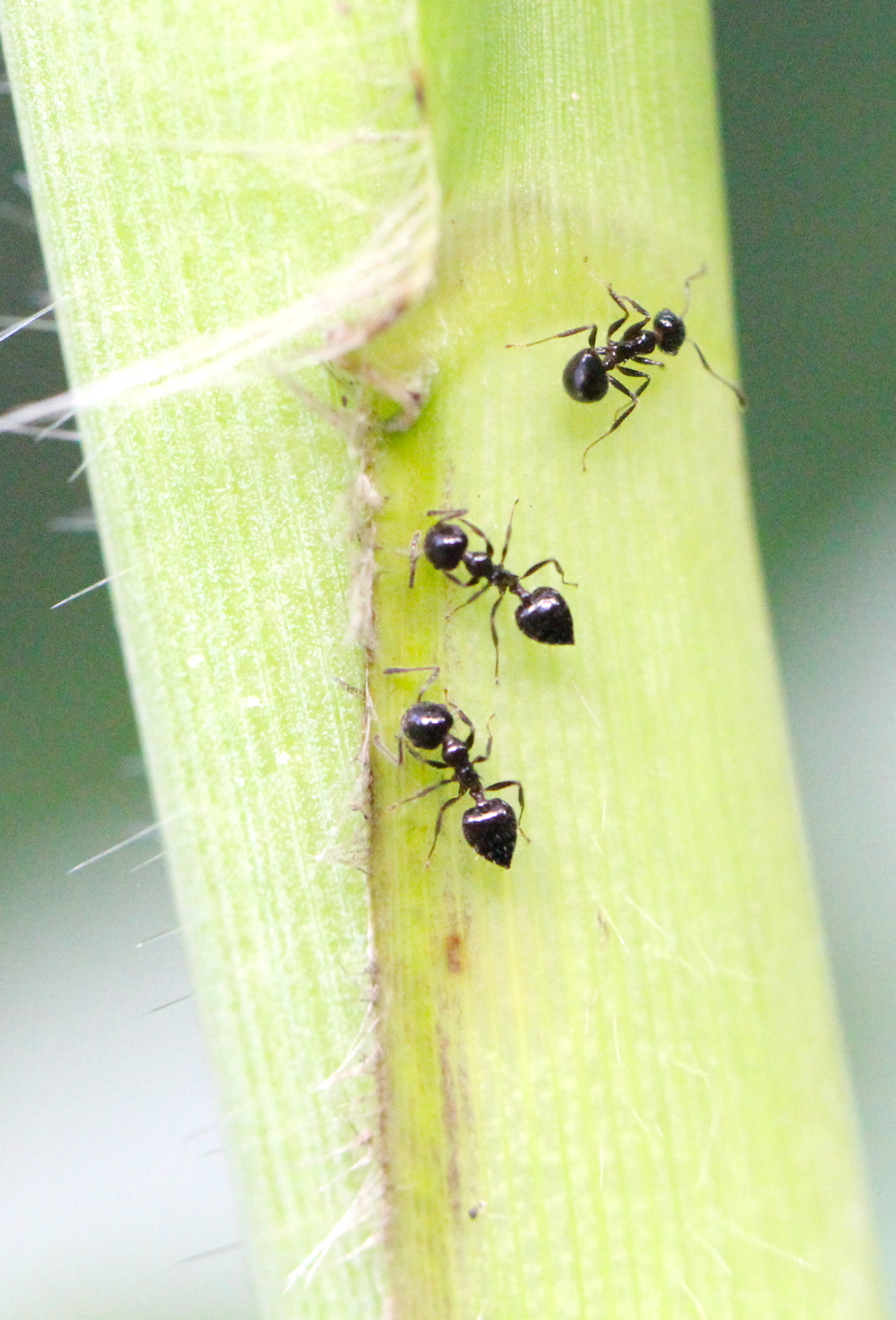 Crematogaster ferrarii