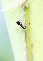 Crematogaster ferrarii