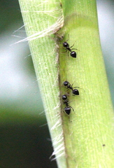 Crematogaster ferrarii