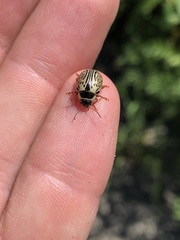 Calligrapha multipunctata