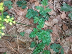 Lomatium parvifolium