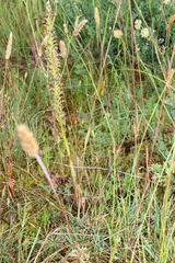 Orchis anthropophora