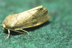 Cosmia affinis