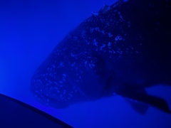 Epinephelus lanceolatus