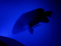 Epinephelus lanceolatus