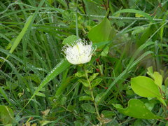 Capparis sepiaria