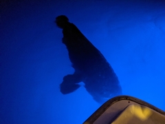 Epinephelus lanceolatus