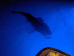 Epinephelus lanceolatus