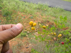 Cocculus hirsutus