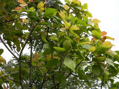 Madhuca longifolia latifolia