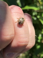 Calligrapha multipunctata