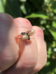 Calligrapha multipunctata