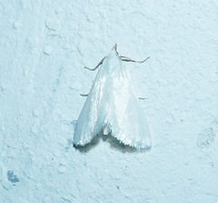 Leptosteges vestaliella