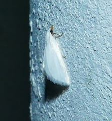 Leptosteges vestaliella