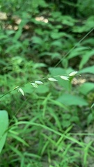 Melica nutans
