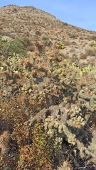 Cylindropuntia cholla