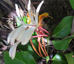 Lonicera hildebrandtiana