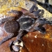Trichopelma coenobita - Photo (c) Shaquille George, some rights reserved (CC BY-NC), uploaded by Shaquille George