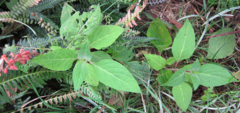 Salvia confertiflora