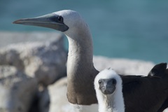 Sula leucogaster brewsteri