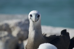 Sula leucogaster brewsteri