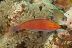 Cirrhilabrus beauperryi