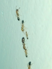 Trichomyrmex destructor