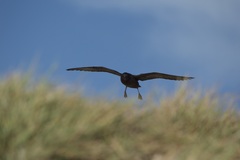 Puffinus nativitatis