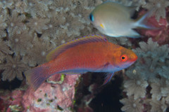 Cirrhilabrus beauperryi