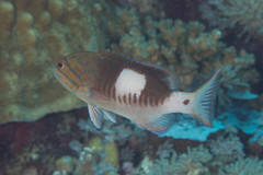Gracila albomarginata