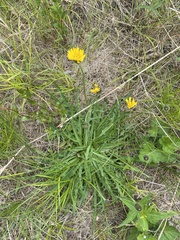 Taraxacum ceratophorum