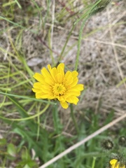Taraxacum ceratophorum