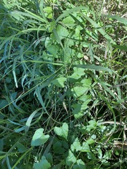 Convolvulus farinosus