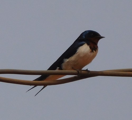 Red-chested Swallow