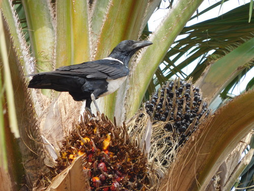 Pied Crow